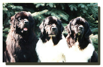 Newfoundland Dog