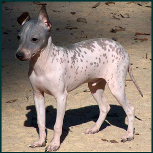 American Hairless Terrier
