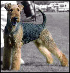 Airedale Terrier