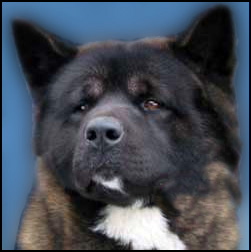 Akita