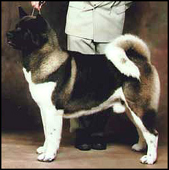 Akita