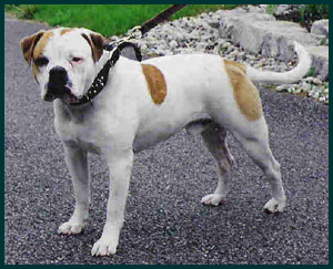 Alapaha Blue Blood Bulldog