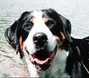 Greater Swiss Mountain Dog