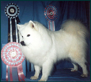 American Eskimo Dog