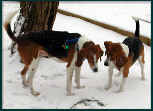 American Foxhound