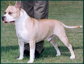 American Staffordshire Terrier