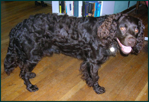 American Water Spaniel