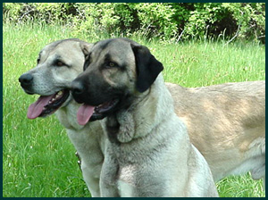 Anatolian Shepherd
