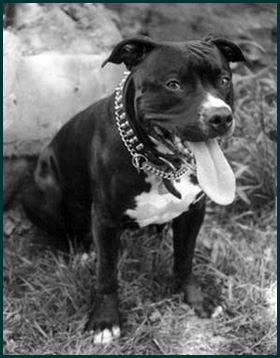 American Pitbull Terrier