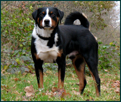 Appenzeller Mountain Dog
