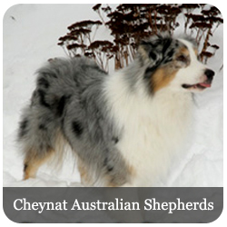 Cheynat Australian Shepherds