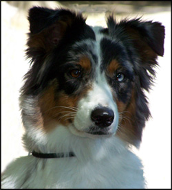 Aleshanee Australian Shepherds