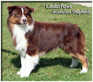 Cedarpaws Australian Shepherds