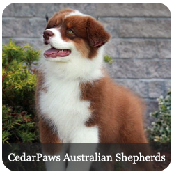 Cedarpaws Australian Shepherds