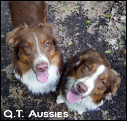 QT Aussies