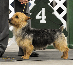 Ace Breeders Australian Terriers