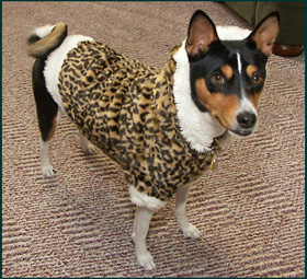 Basenji