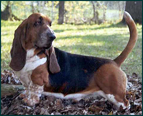 Basset Hound