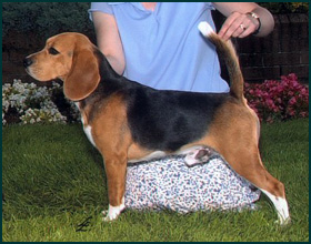 Beagle