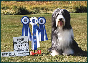 Bearded Collie