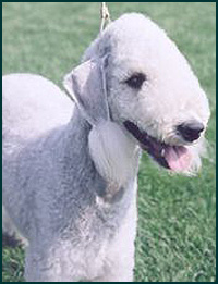 Bedlington Terrier