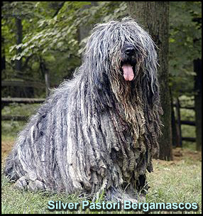 Silver Pastori Bergamascos