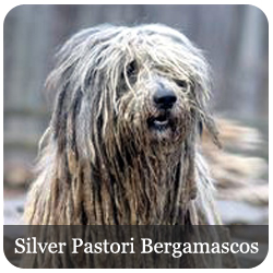Silver Pastori Bergamascos