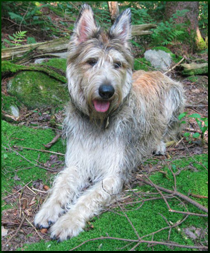 Berger Picard - Picardy Shepherd