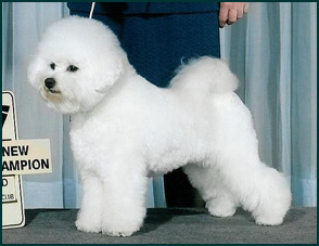 Bichon Frise