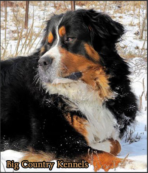 Big Country Kennels - Featured Breeder