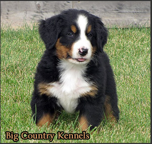 Big Country Kennels - Featured Breeder