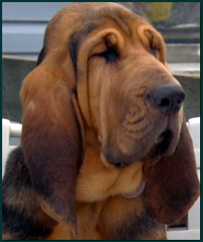 Bloodhound