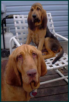 Bloodhound