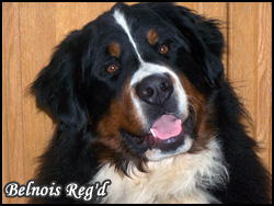 Belnois Reg'd Bernese Mountain Dogs - Featured Breeder