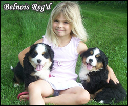 Belnois Reg'd Bernese Mountain Dogs - Featured Breeder