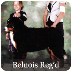 Belnois Reg'd Bernese Mountain Dogs