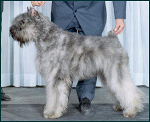 Bouvier des Flandres