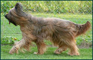 Briard