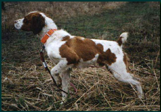 breton spaniel