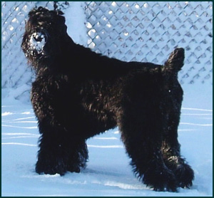Black Russian Terrier
