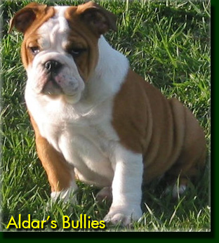 Aldar's Bullies