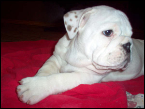 Eyecandy Bulldogs