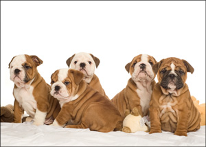 Harvest Moon Champion English Bulldogs