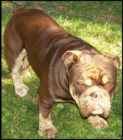 Homestead Bull Hunde