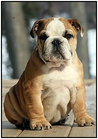 Iroc Bulldogs