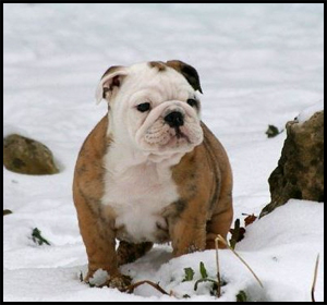 Jamler's Bulldogs Reg'd