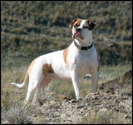 Sandy Plains American Bulldogs