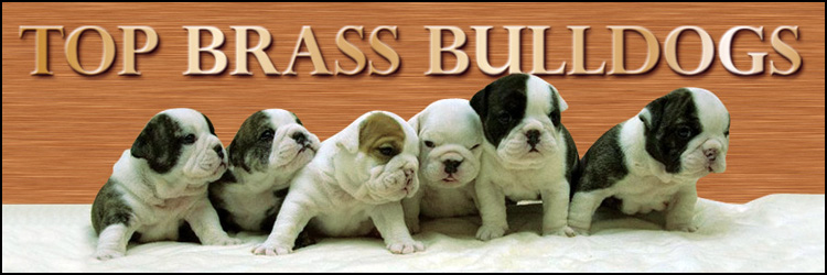 Bulldog Puppies - Top Brass Bulldogs