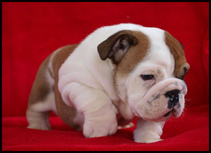 Victory Bulldogs