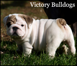 Victory Bulldogs